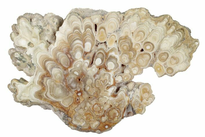 Polished Aragonite Stalactite Slice - Morocco #255369